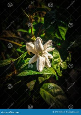 “The Jasmine Flower” Blooms Brilliantly With Enchanting Melodies and Whispers of Ancient Lore!