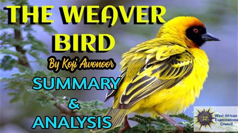  The Weaver Bird – An Intriguing Tale of Love, Sacrifice, and the Power of Dreams!